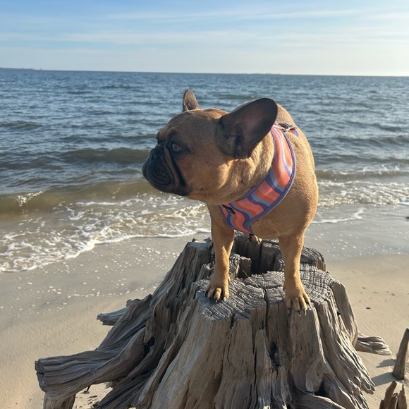 Meet your Posher, Morgen - Picture 1 of 1